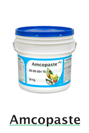 AMCO PAST 20/20/20