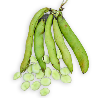 Fève Aguadulce