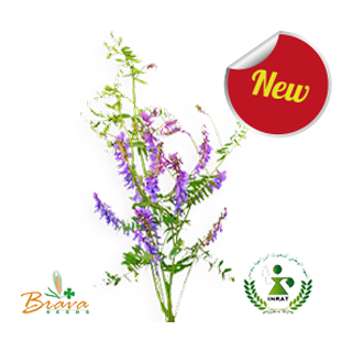 Vesce Commune M'Ghila