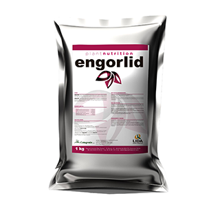 ENGORLID