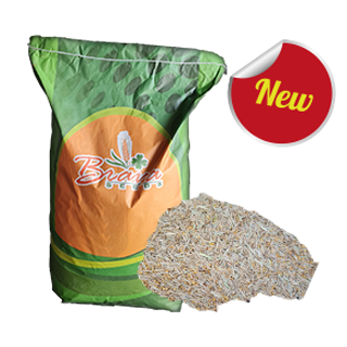 Mélange Ray Grass Bersim