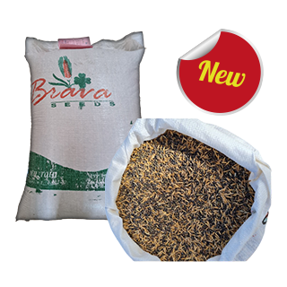 Mélange Vesce Avoine